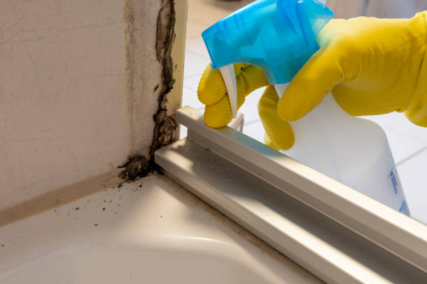 Attic Mold Removal in Ladoga, IN