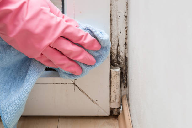 Professional Mold Removal in Ladoga, IN